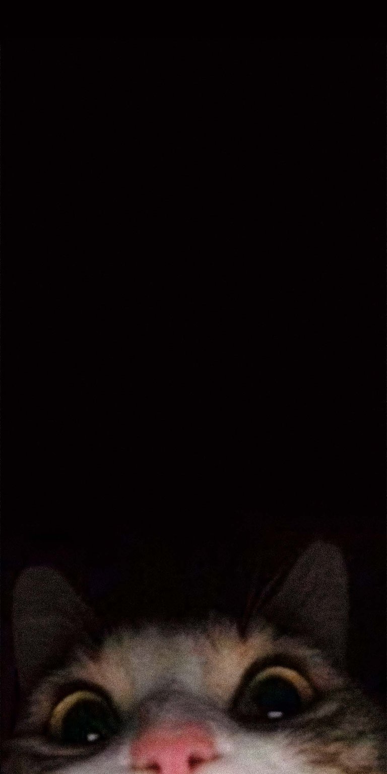 staring cat black background Wallpaper