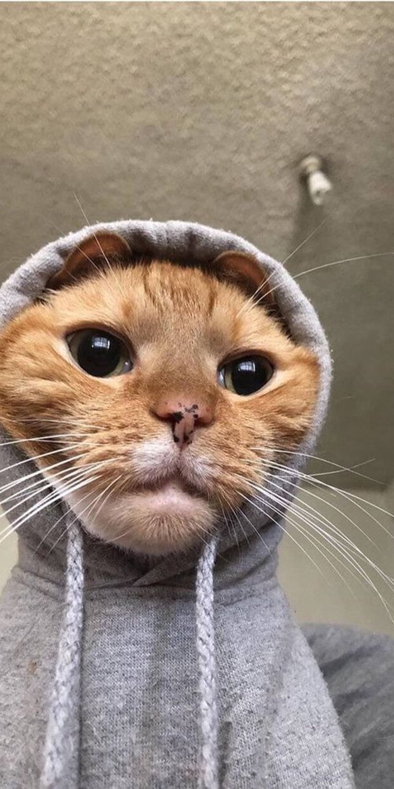 Cat on the hood selfie wallpaper iPhone