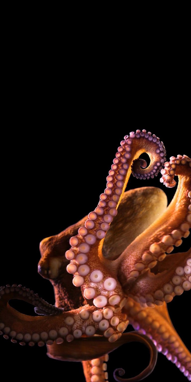 Download this stunning octopus 4K wallpaper for your iPhone! The wallpaper features a close-up view of an octopus with visible suckers and curling tentacles against a dark background.
