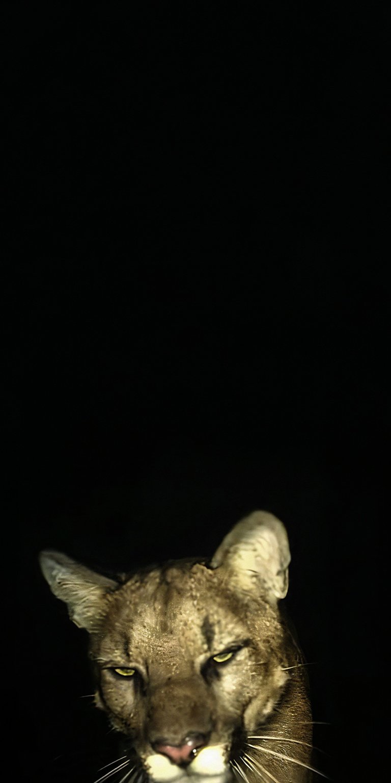 Puma dark area wallpaper iPhone 4K