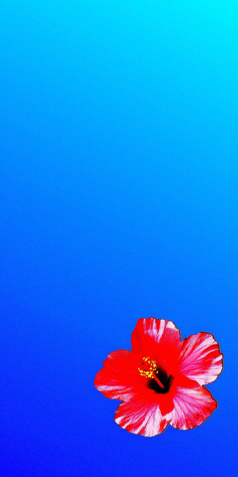 Fiji flower wallpaper iPhone