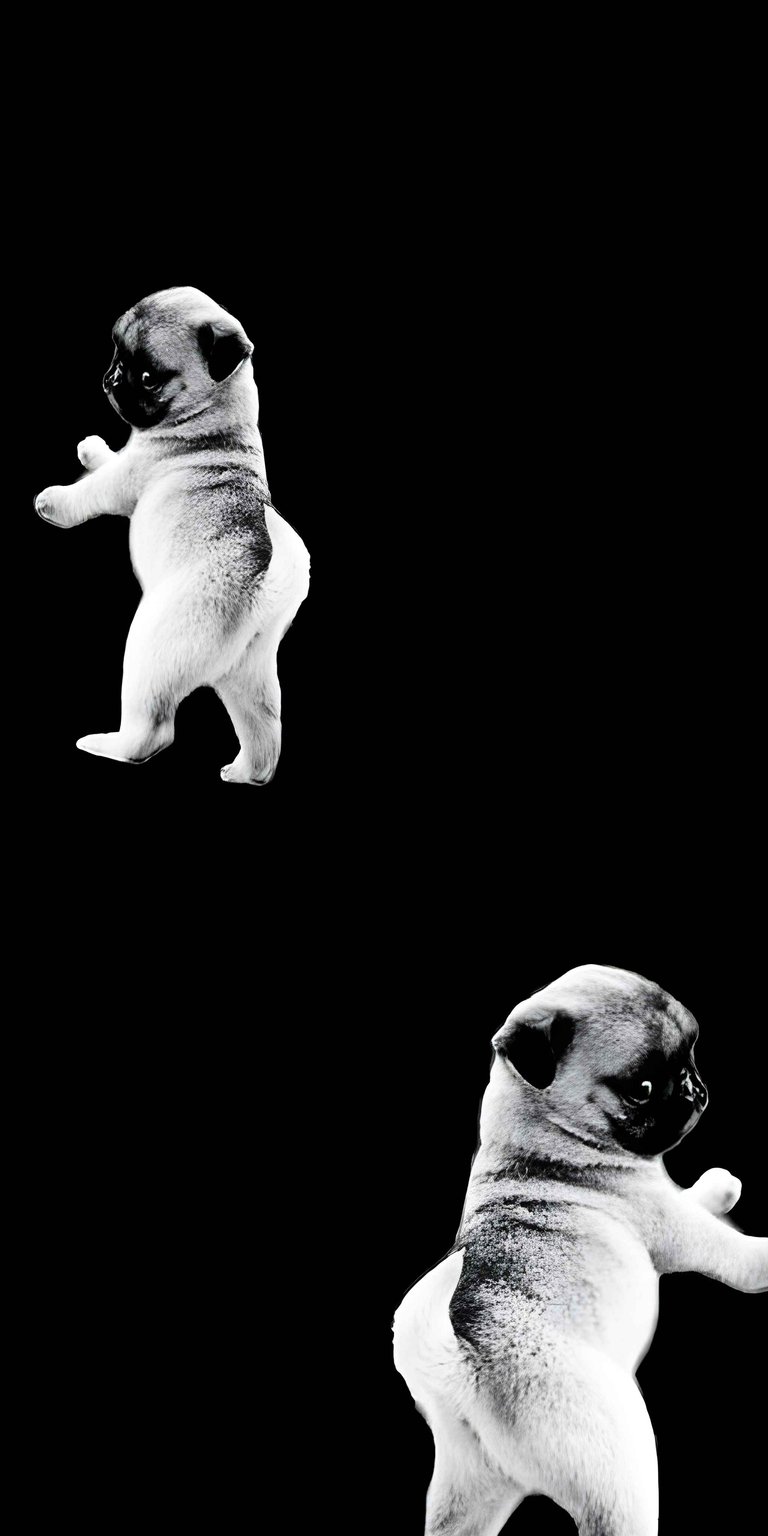 This 3D wallpaper features adorable pugs on a solid black background, making it the perfect high-contrast choice for your phone. Use this live wallpaper to bring a fun, minimalist animal aesthetic to your mobile device display.