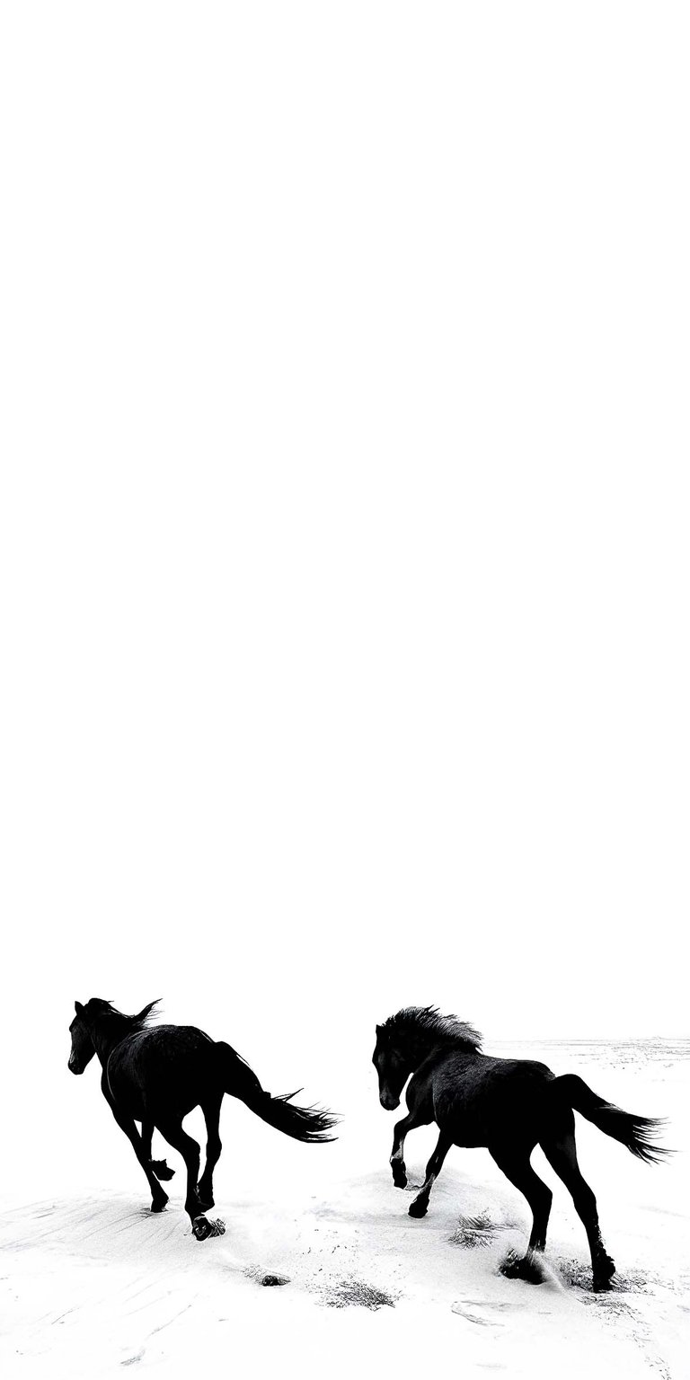 Black horse white background wallpaper iOS