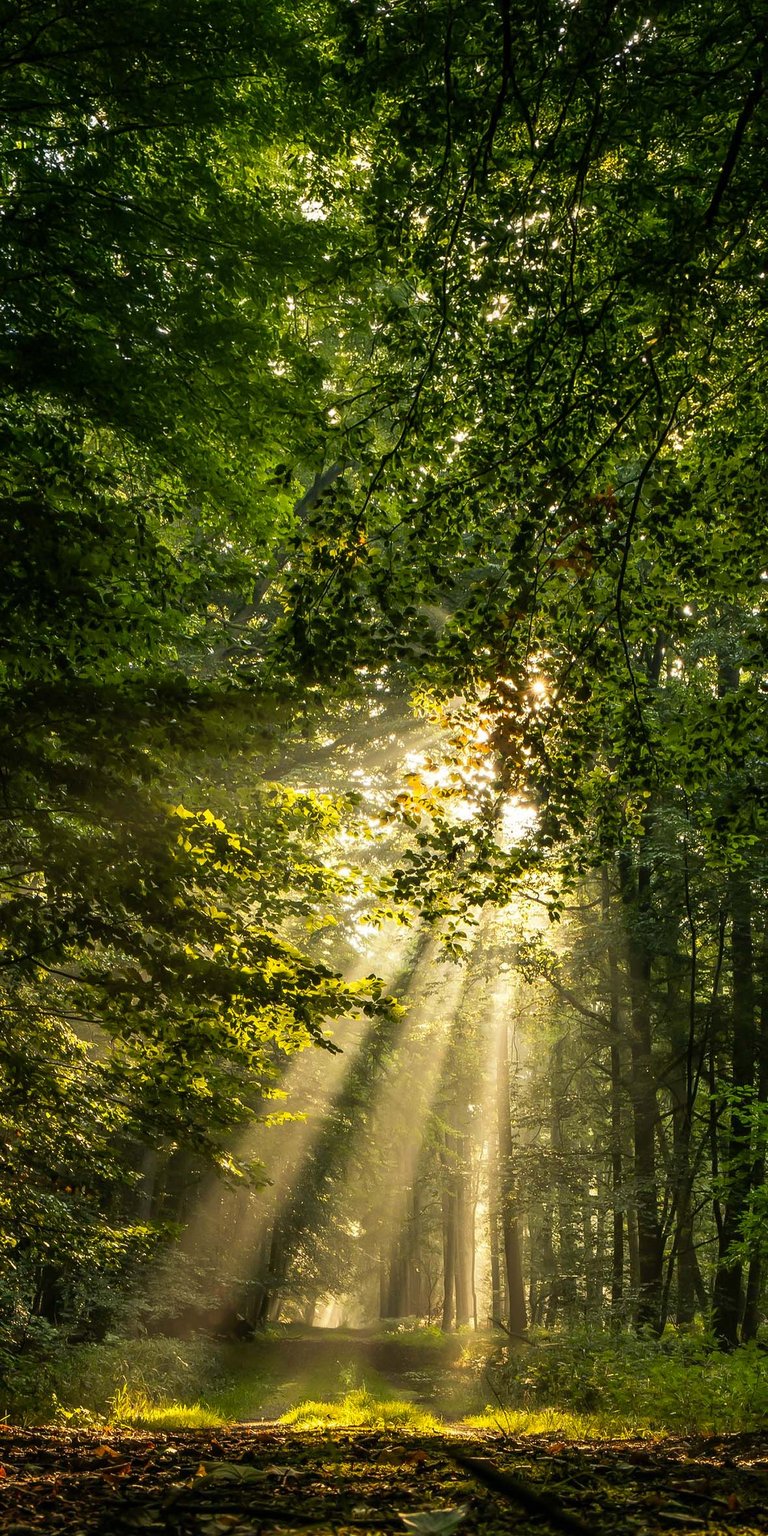 Forest sunrays wallpaper 4K for mobile