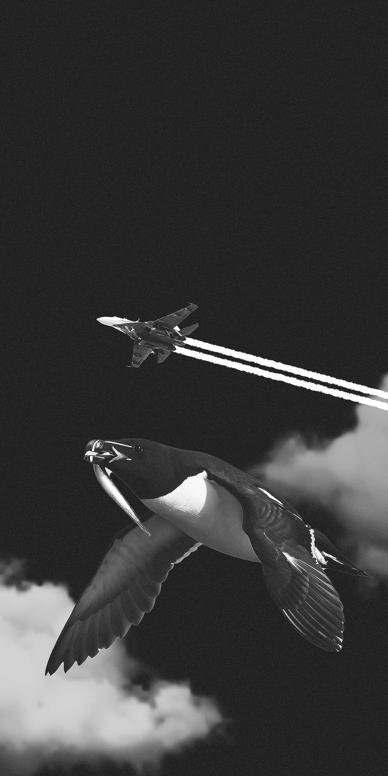 Razorbill dark photo wallpaper 4K