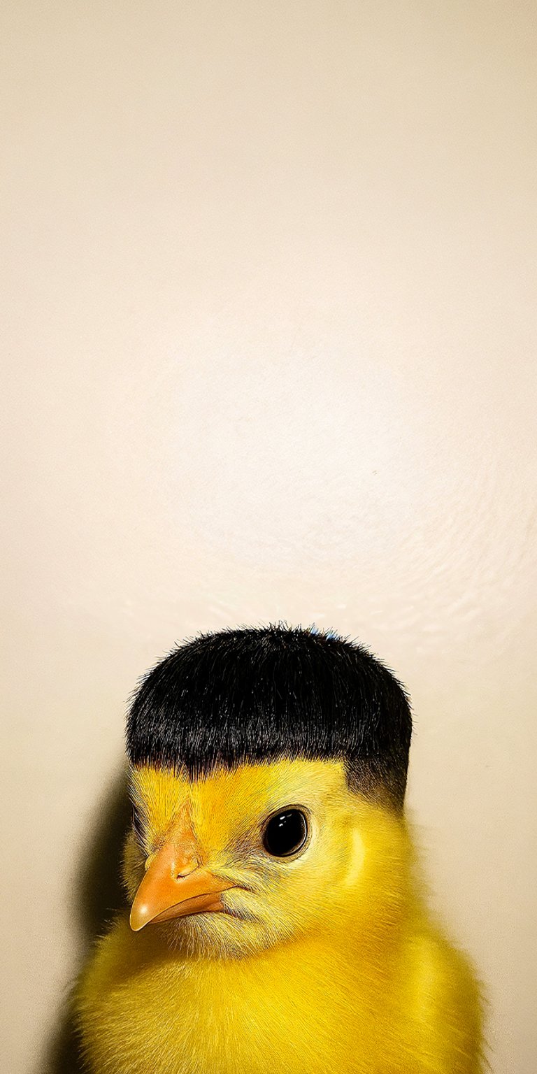 Chick caesar cut hairstyle wallpaper iPhone 4K