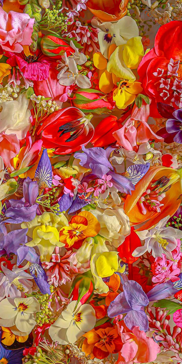 Colorful flowers iPhone wallpaper HD