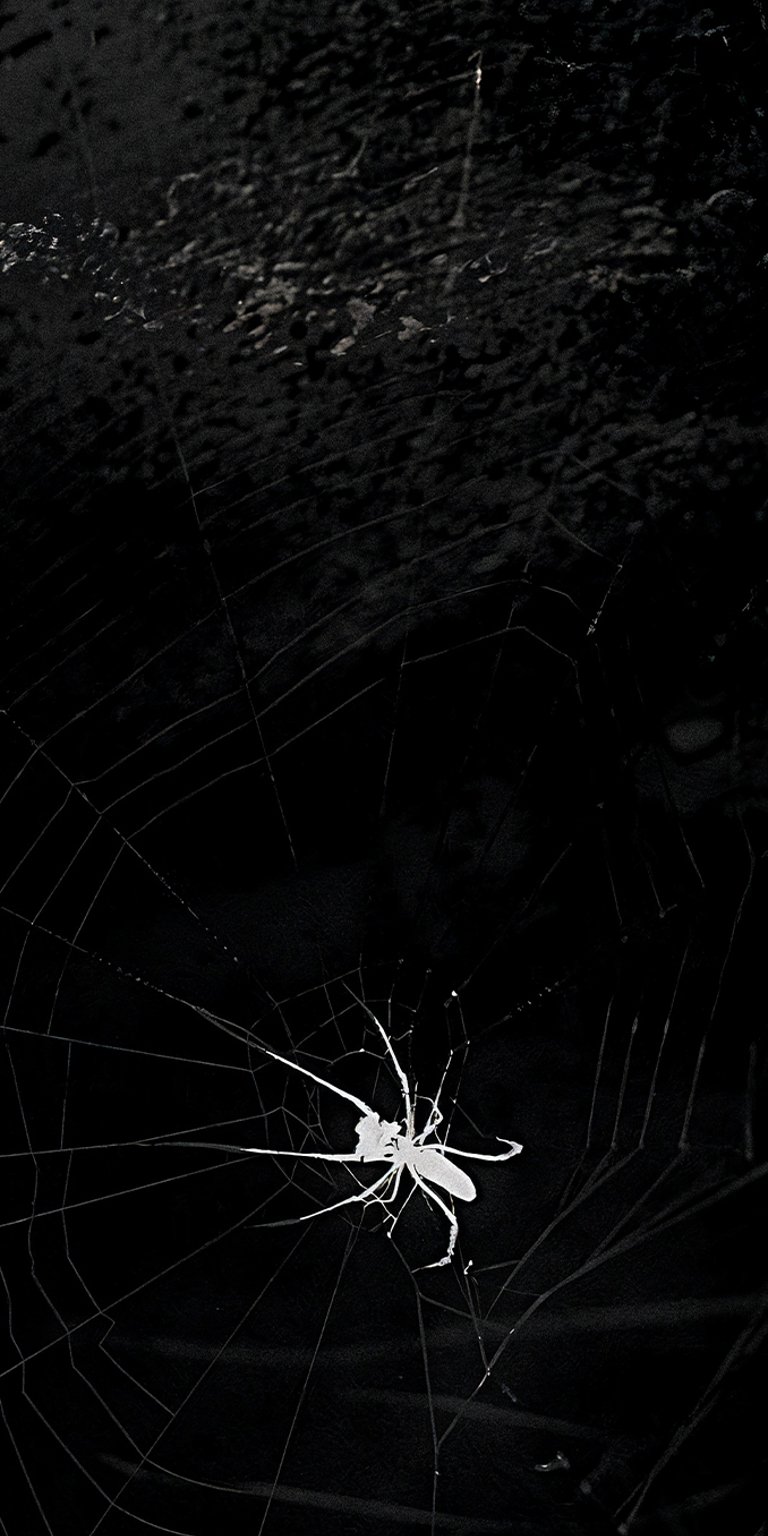 Dark Nonchalant spider wallpaper iPhone 4K