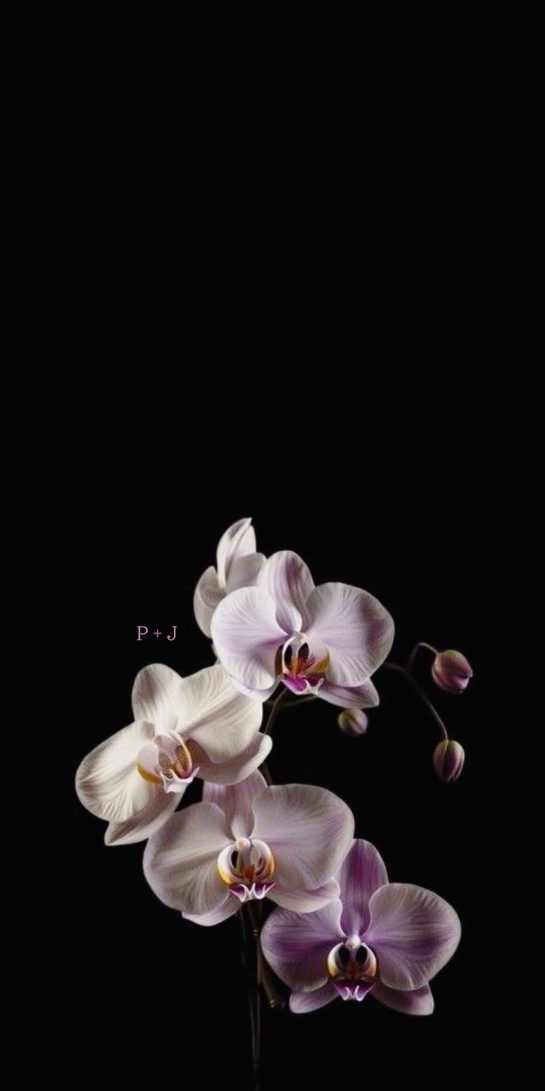 Moth orchid Initial Flowers iPhone wallpaper