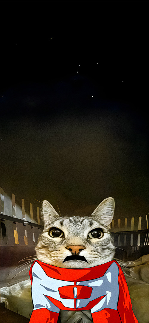 Atom Eve Invincible cat wallpaper iPhone 4K