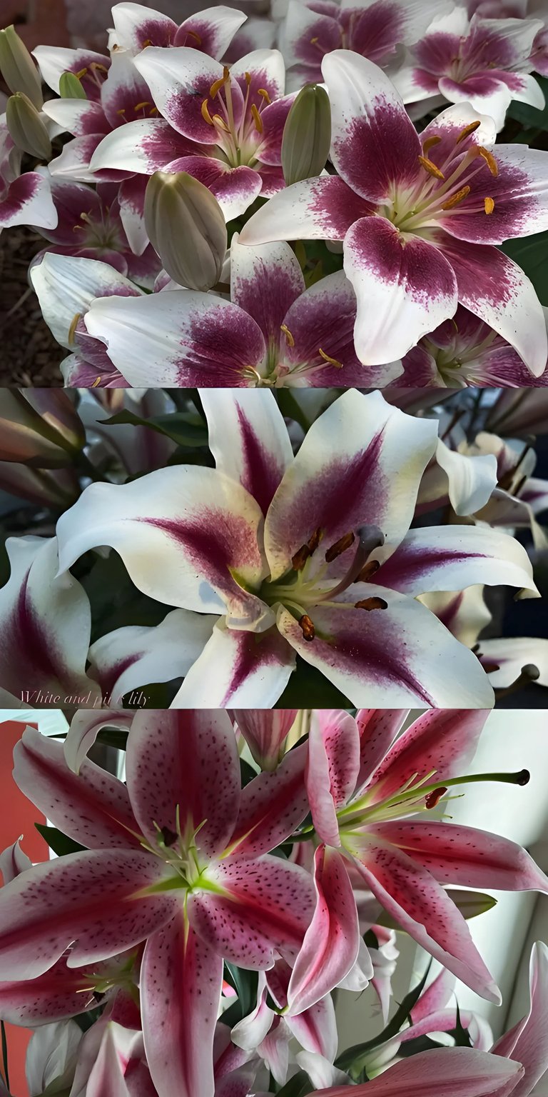 Lily flowers iPhone wallpaper HD