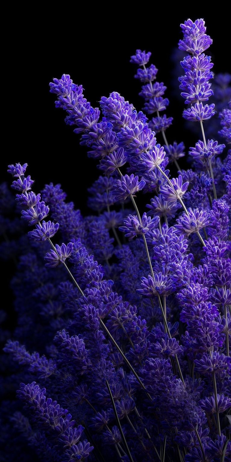 Download this Lavender 4K wallpaper for your iPhone and enjoy the view of delicate purple flowers against a solid black background. The wallpaper showcases dense clusters of blossoms and slim stems.