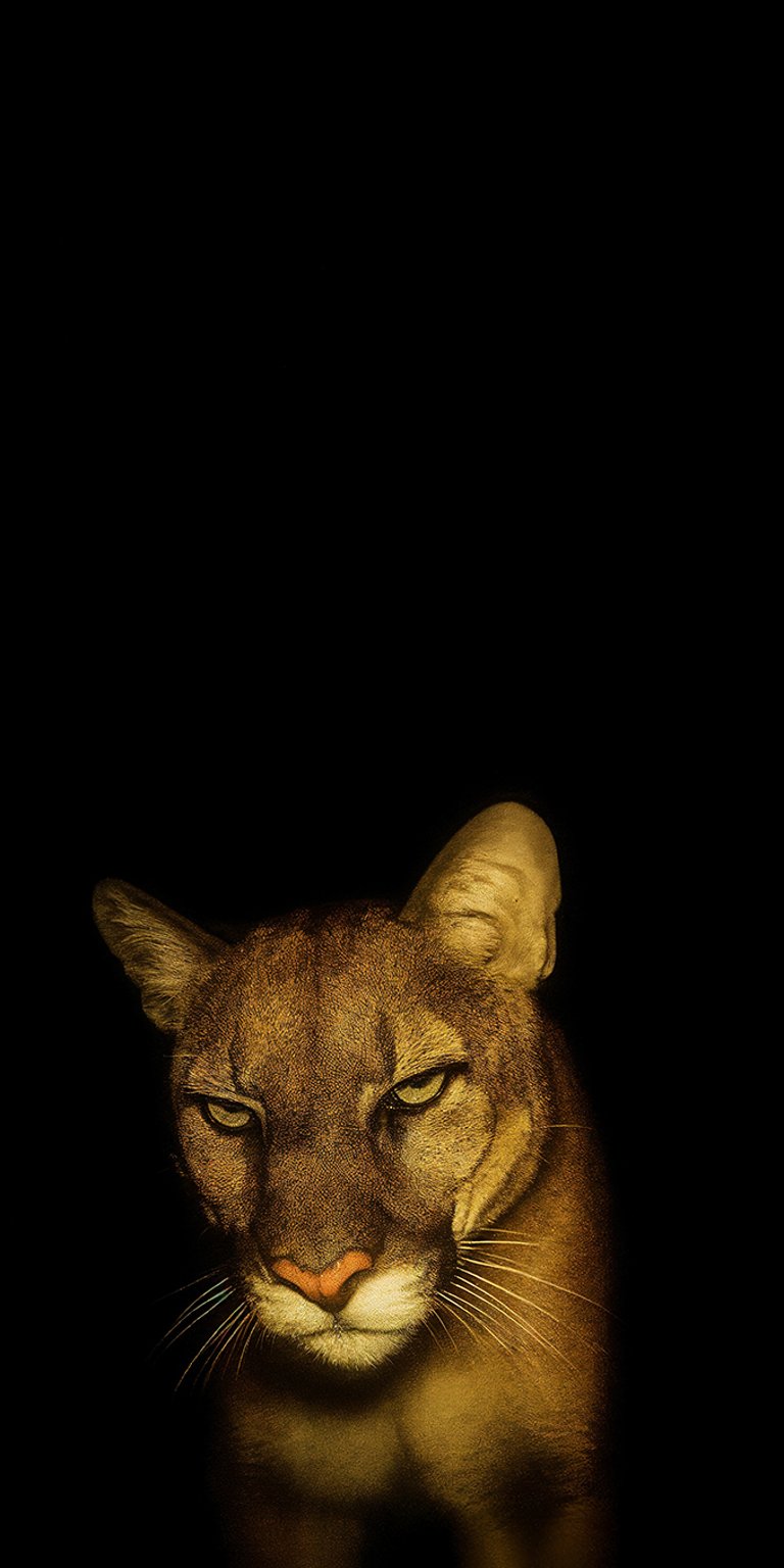 Angry lion wallpaper iPhone 4K