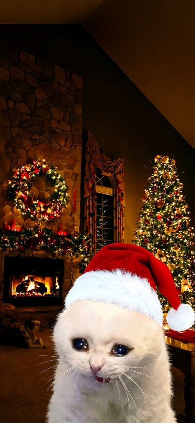 Meme Cats Christmas matching trio wallpaper iPhone 4K