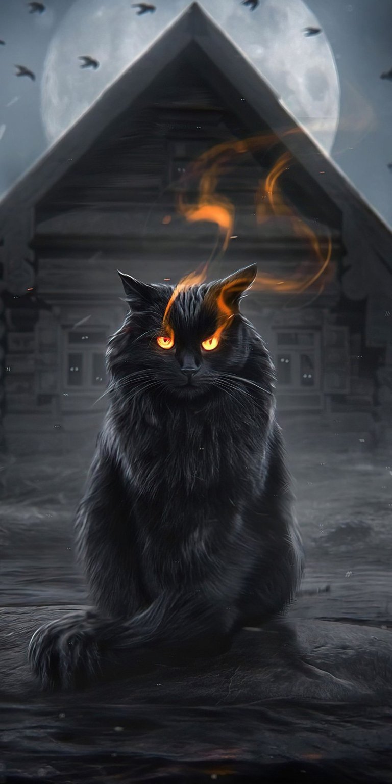 Cat with burning eyes wallpaper HD iPhone