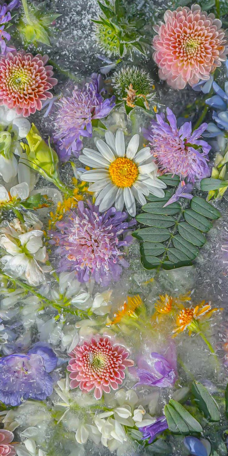 Jasmine flowers iPhone wallpaper HD