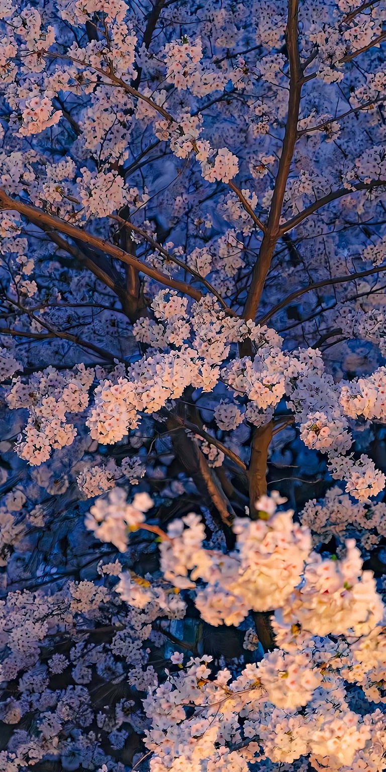 Cherry blossom tree wallpaper for iPhone HD