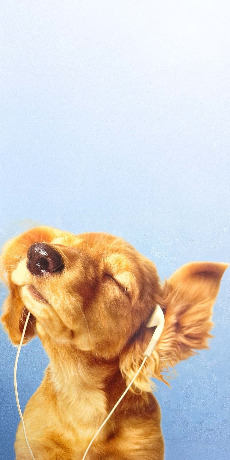 Puppy listening music wallpaper HD iPhone