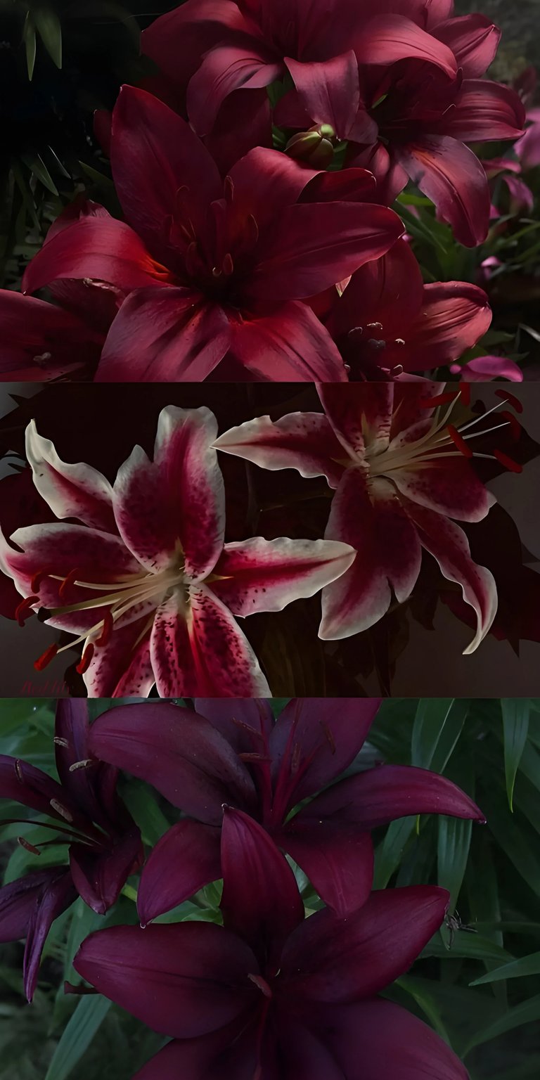 Lily flowers iPhone wallpaper HD