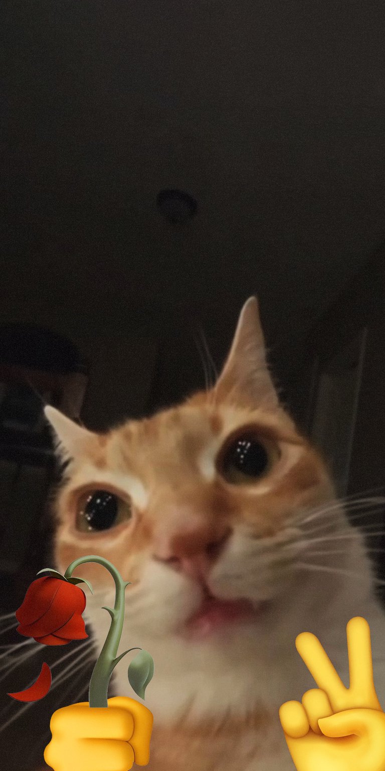 Cat peace sign while holding a rose wallpaper 4k iPhone