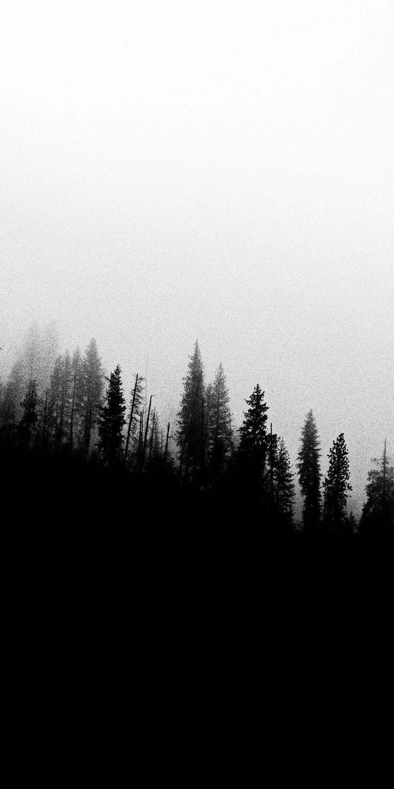 Forest Fog Static wallpaper featuring tall pine silhouettes fading into soft white mist and deep black contrast. This AMOLED wallpapers style wallpaper creates a calm, moody iPhone lock screen and home screen setup.