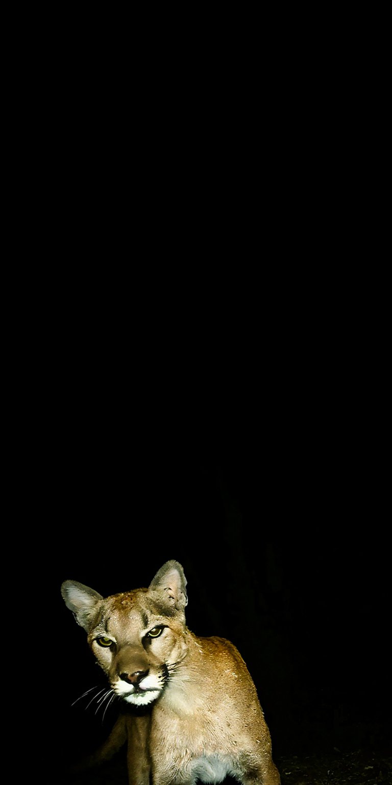 Puma dark area wallpaper iPhone 4K