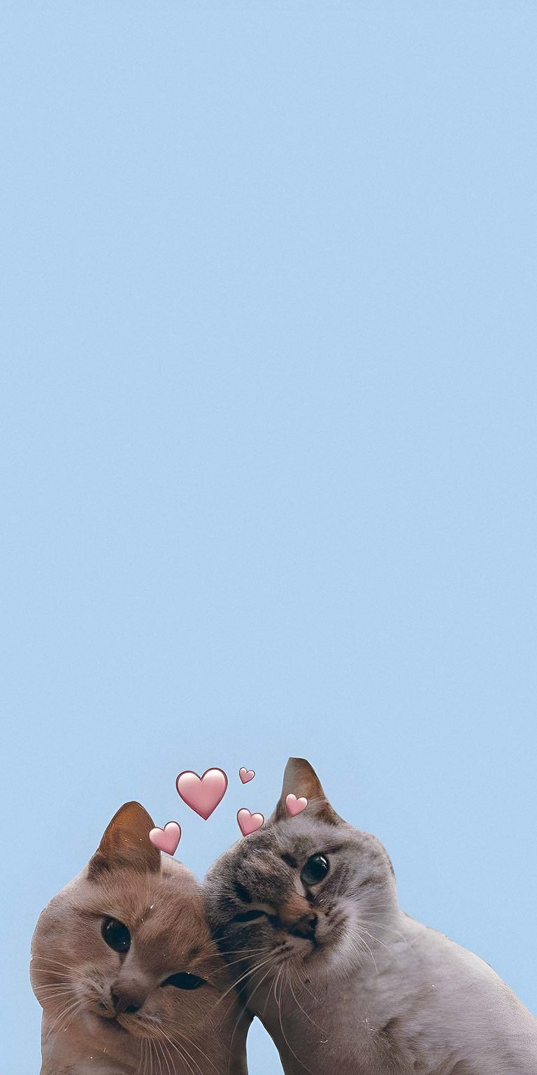 Cats love wallpaper HD for iOS