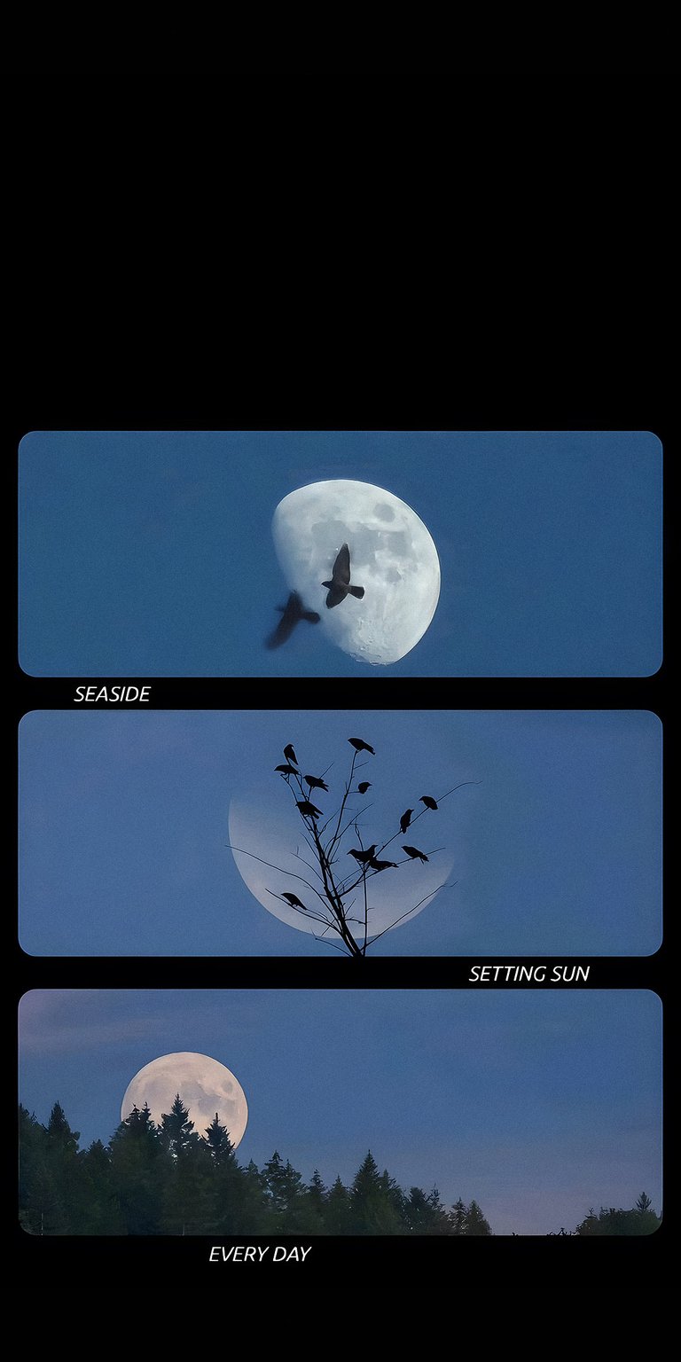 Birds at night wallpaper iPhone