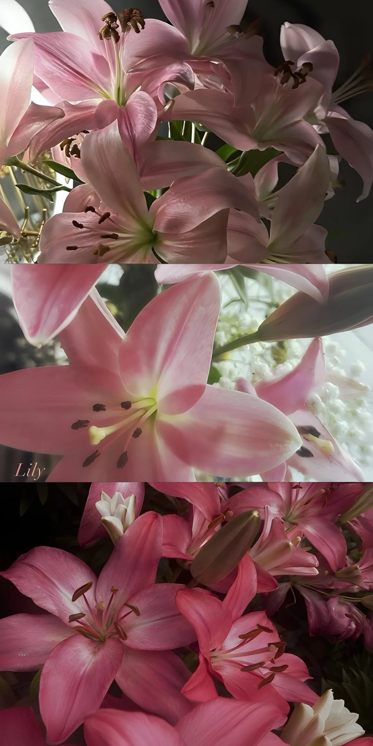Lily pink flowers iPhone wallpaper HD