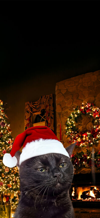 Meme Cats Christmas matching trio wallpaper iPhone 4K