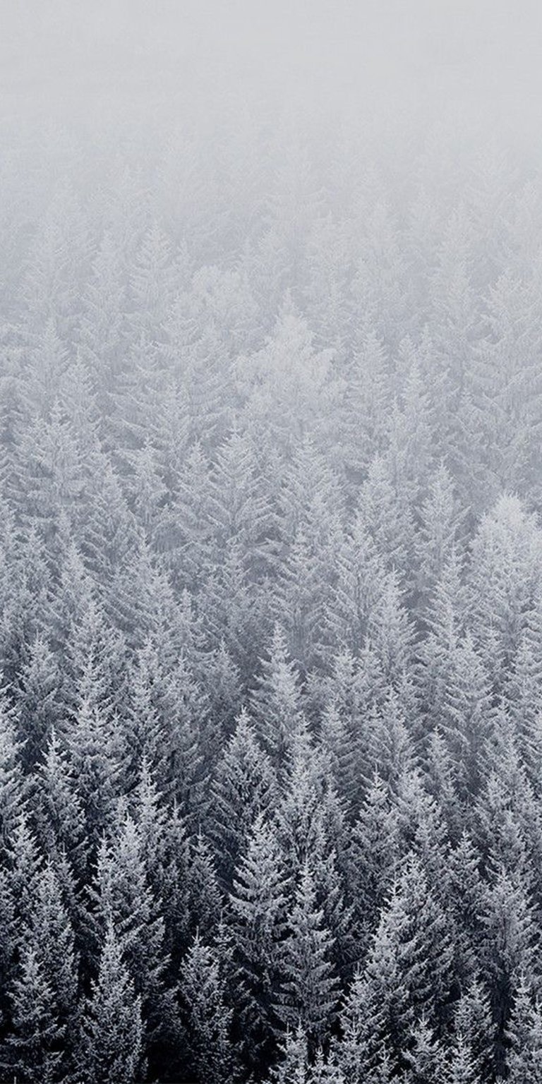 Pine trees covered with ice wallpaper
