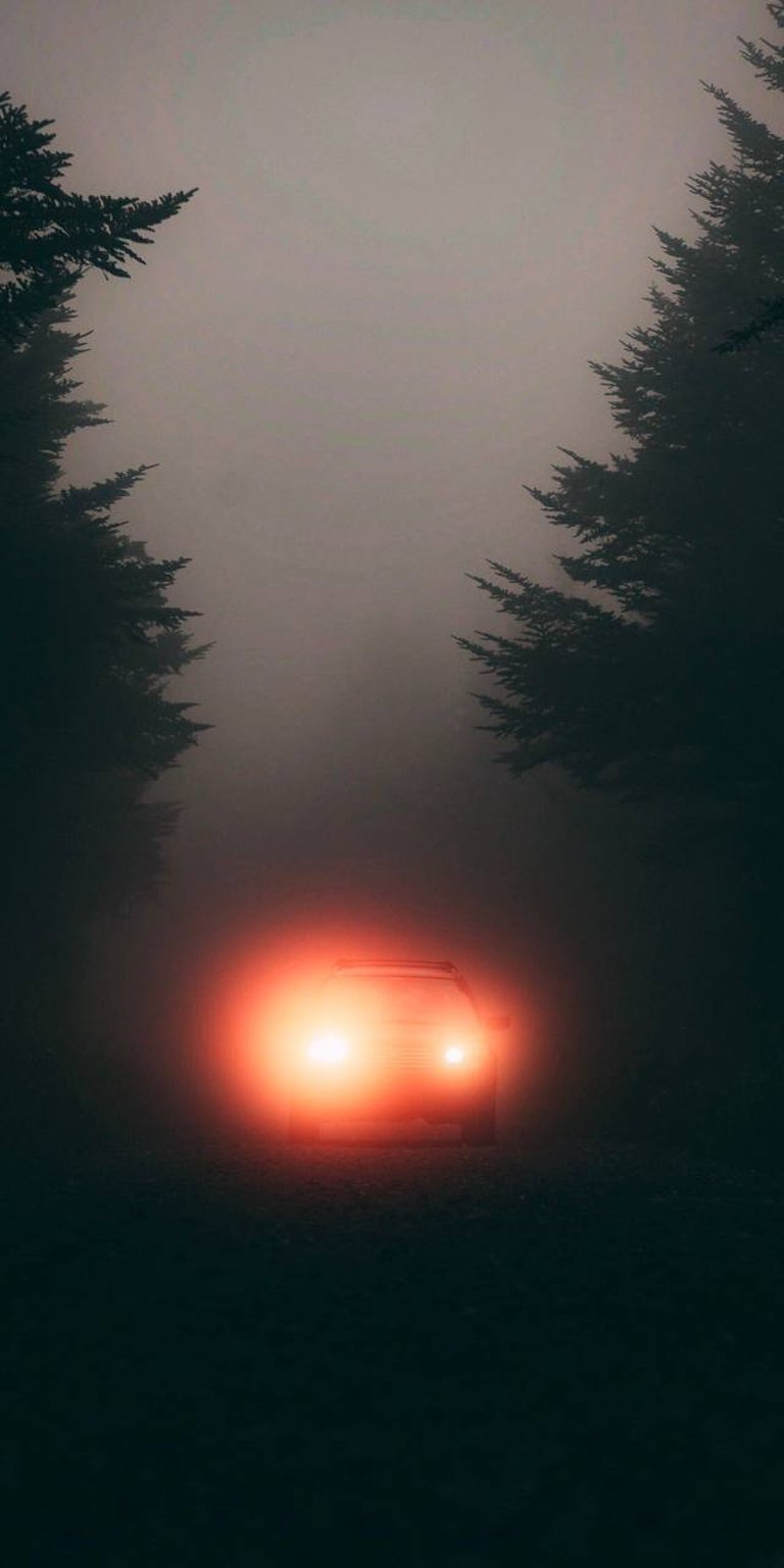 Car driving through a foggy forest with headlights on wallpapers