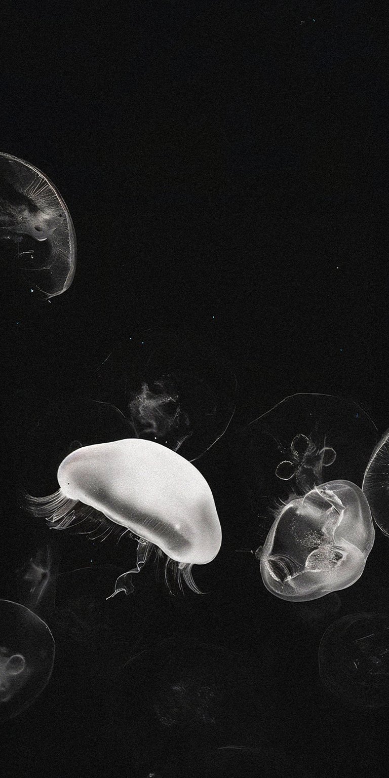 Jelly fish wallpaper iPhone 4K