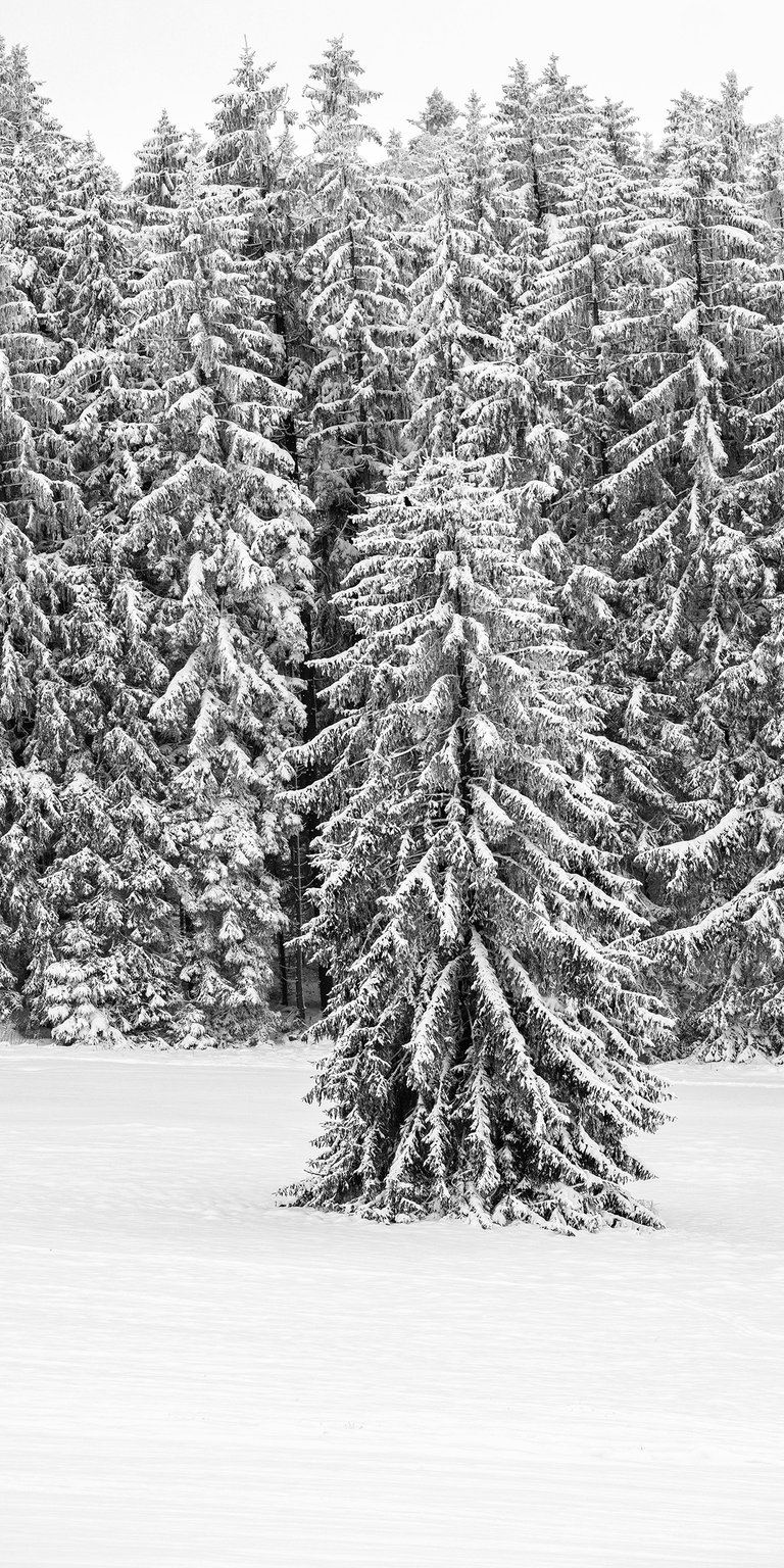 Pine trees covered with ice phone wallpaper