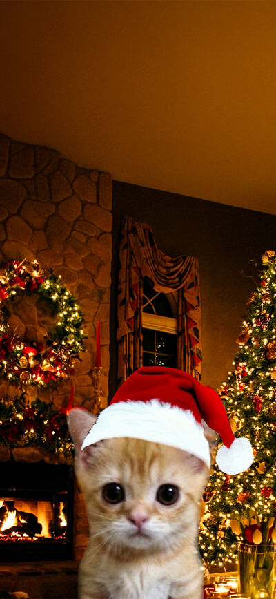 Meme Cats Christmas matching trio wallpaper iPhone 4K