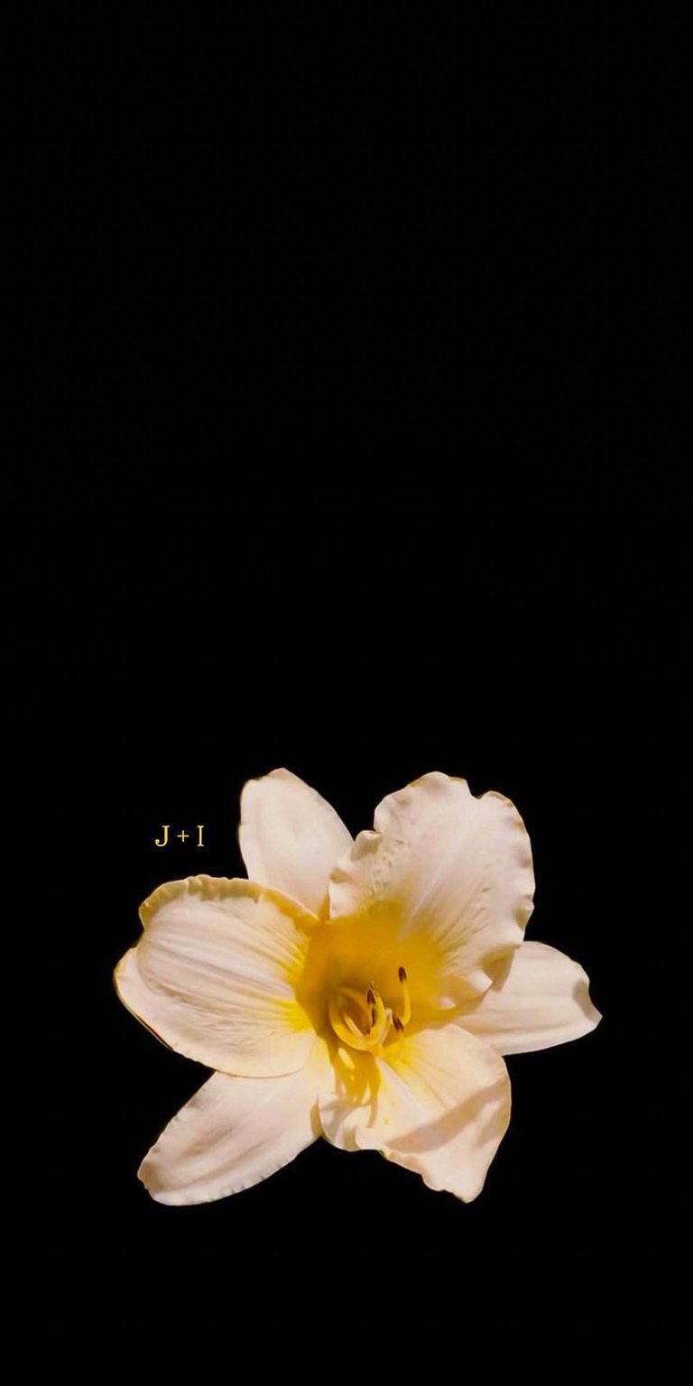 Lily Initial Flowers iPhone wallpaper