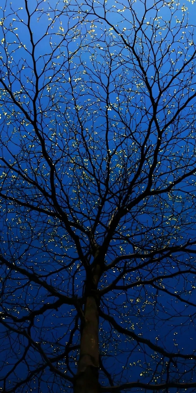 This serene 4K wallpaper showcases a dark tree silhouette against a deep blue evening sky dotted with tiny glowing buds. It is an ideal nature-themed wallpaper for iPhone users looking for a calm, minimalist, and high-contrast night scene.
