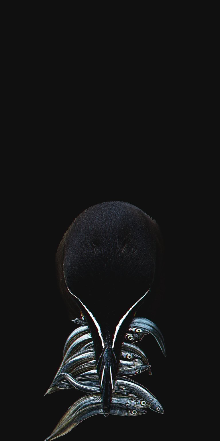 Razorbill Wallpaper 4K