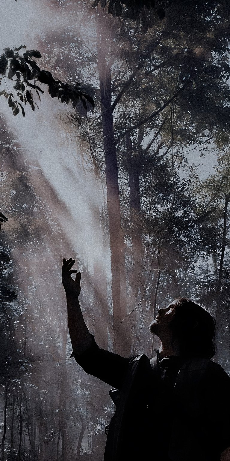 Daryl Dixon in forest reaching the sunlight wallpapers