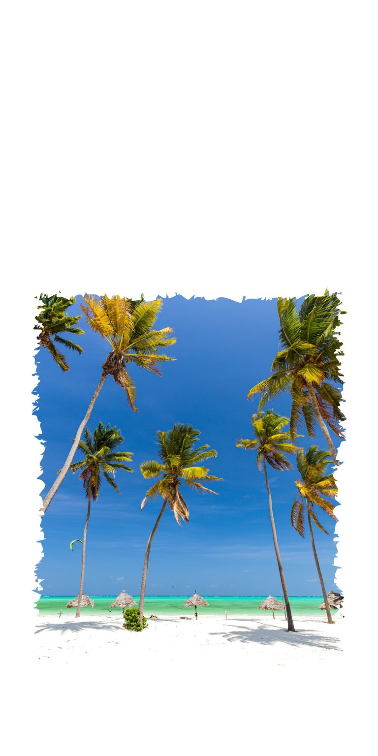 Palm trees on a beach wallpaper HD