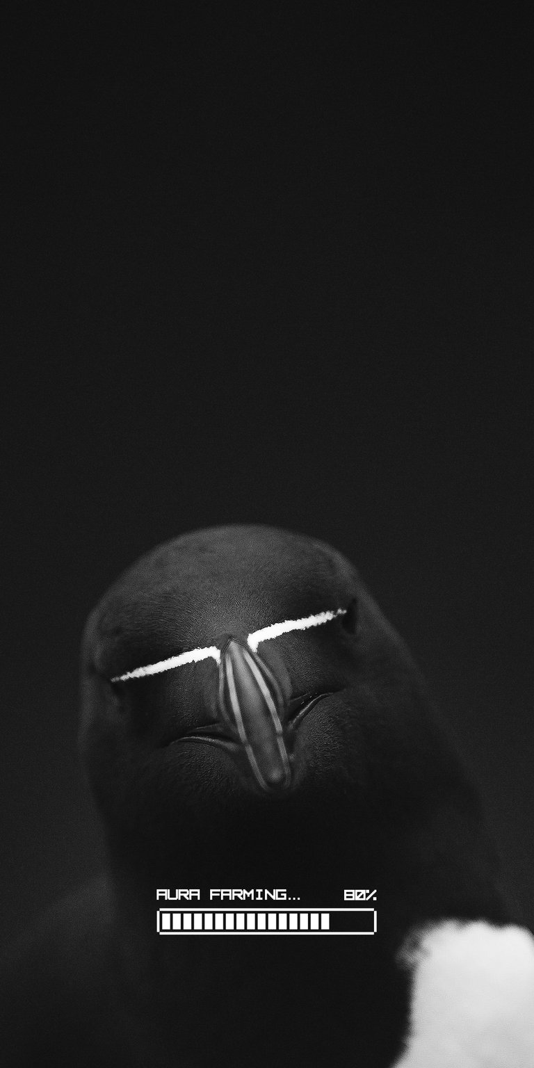 Razorbill dark wallpaper 4K iPhone