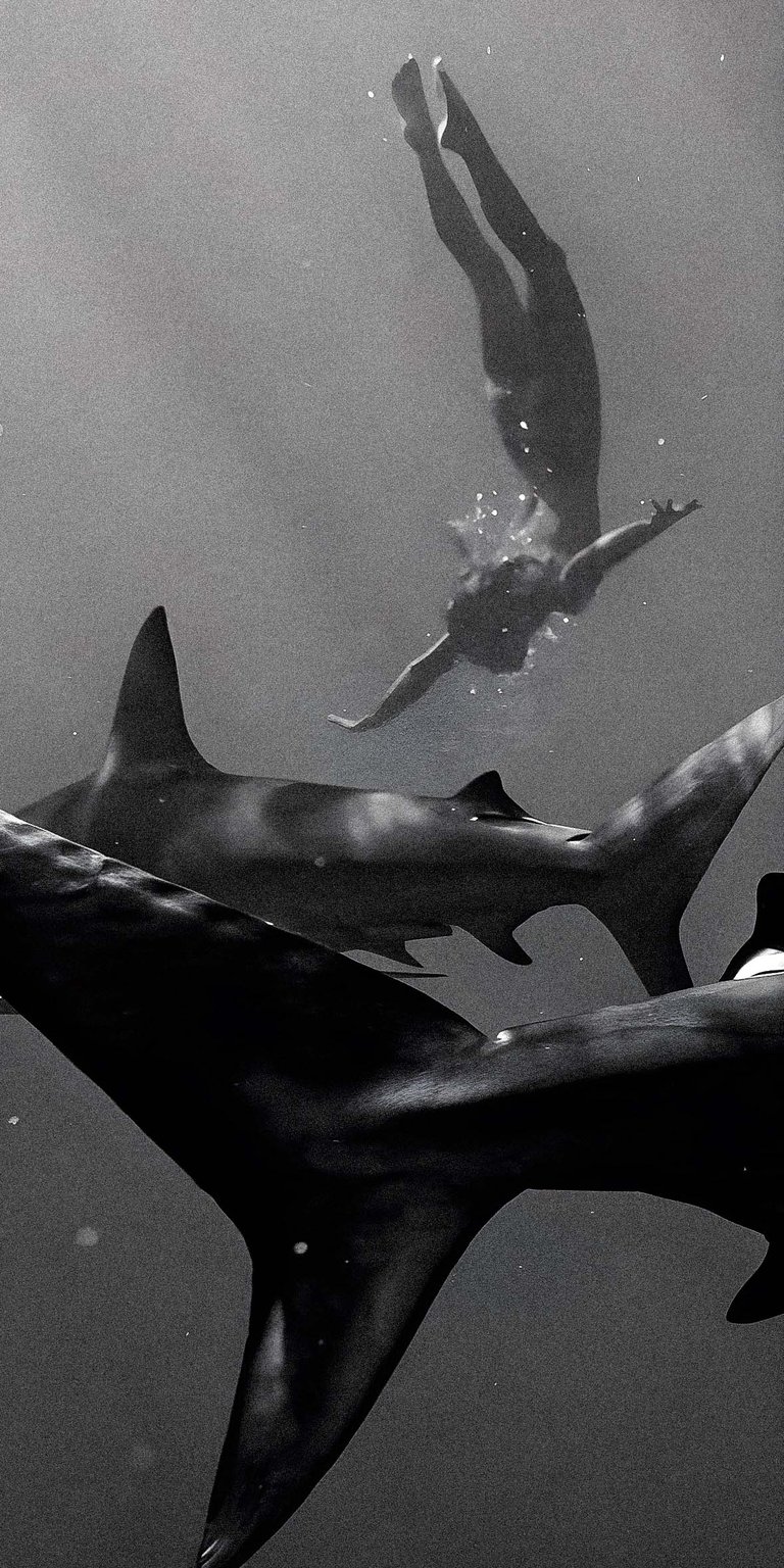 Diving with sharks wallpaper HD iPhone