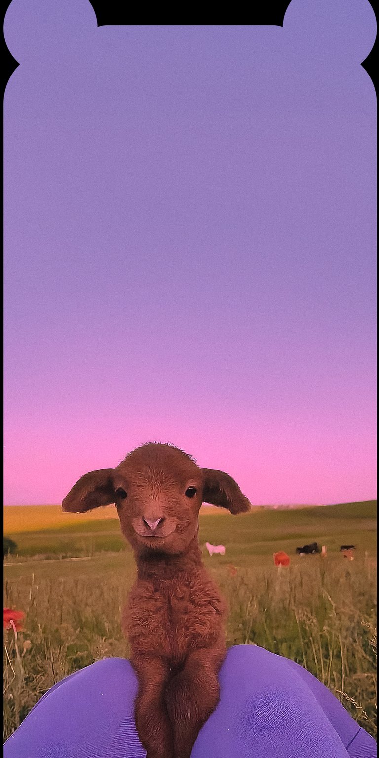 Baby goat cute wallpaper iPhone