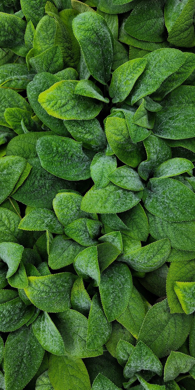 Download this vibrant green leaves wallpaper in stunning 4K resolution for your iPhone. This wallpaper features textured foliage and subtle dew droplets.