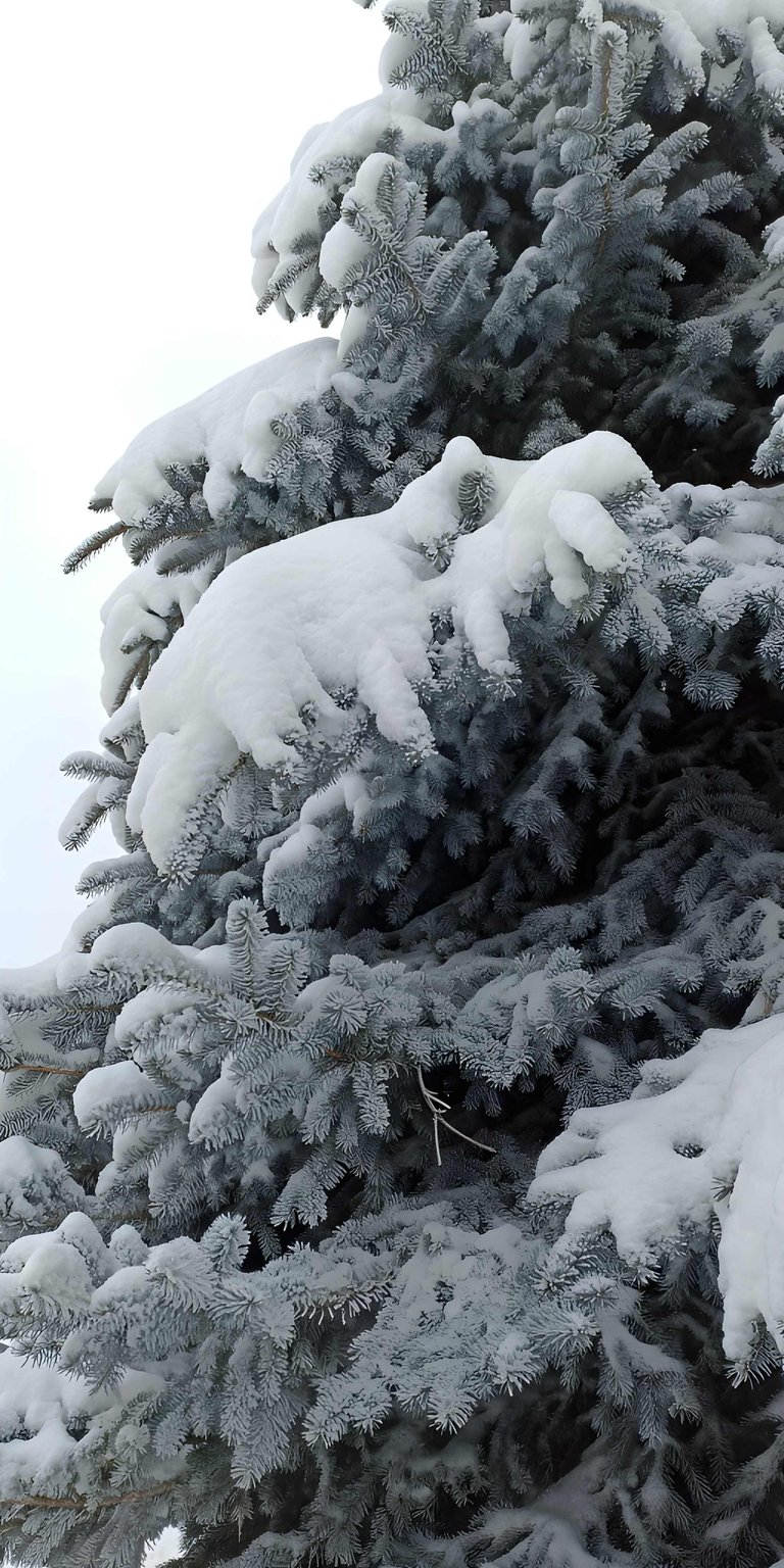 Feel the chill of winter with this 3D wallpaper featuring a close-up of a pine tree covered in heavy white snow. This mobile wallpaper uses spatial depth to make the winter landscape pop on your high-res iPhone display.