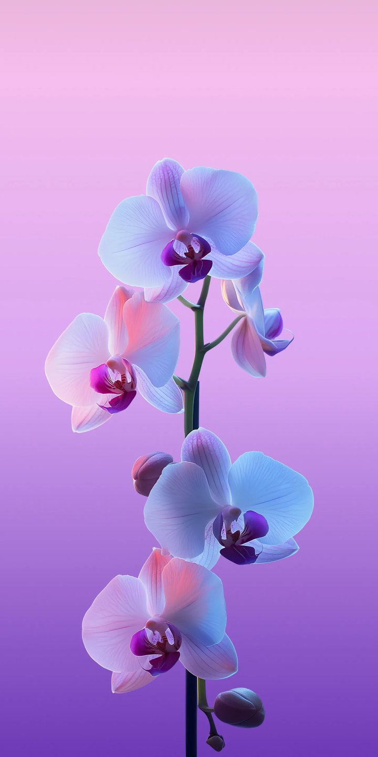 Download this beautiful 4K Orchid wallpaper for your iPhone featuring vibrant colors and soft pink highlights. This stunning wallpaper showcases delicate petals and a clean, colorful background.