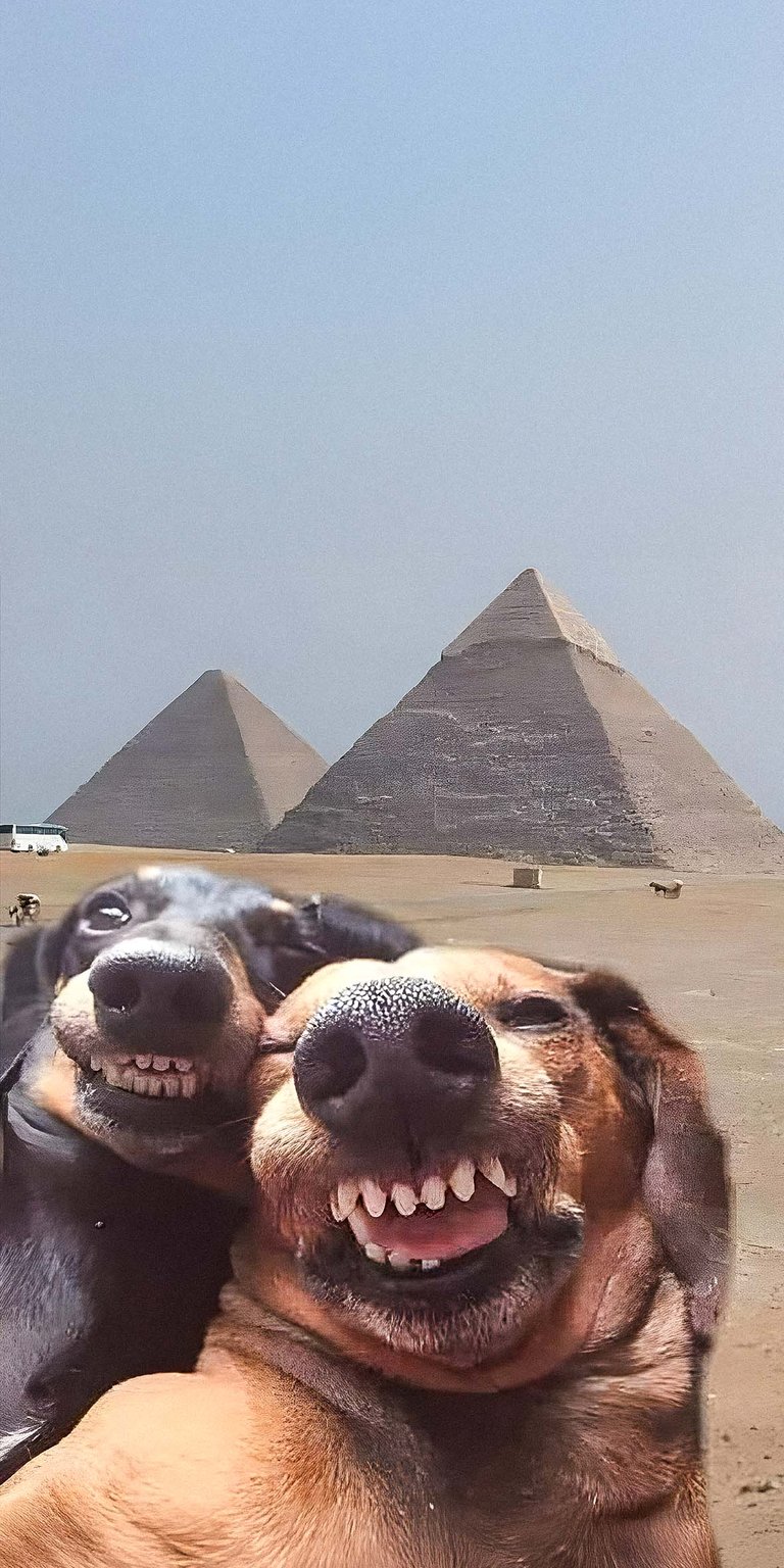 Dogs in Egypt funny meme wallpaper iPhone