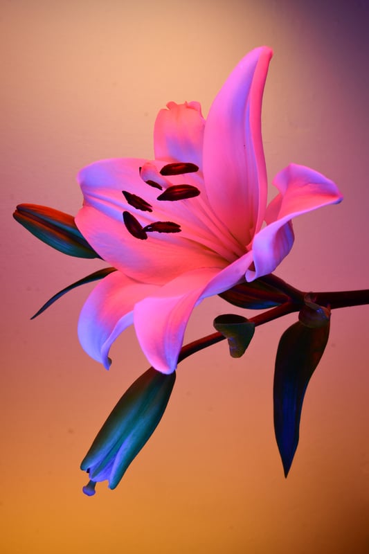 DEFLOWERED - 2nd of June 2022 (01:41)