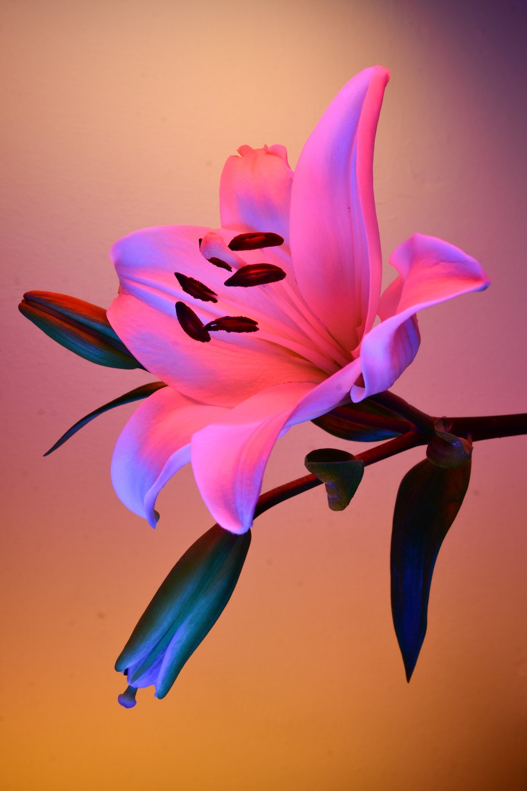 DEFLOWERED - 2nd of June 2022 (01:41) by William Josephs Radford