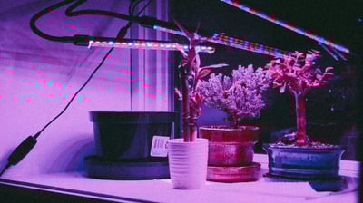 An eerie image of a makeshift experiment with a collection of plants and LED strips
